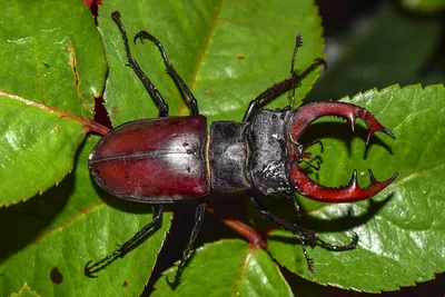 Жук-олень Lucanus cervus (Linnaeus, 1758) (Lucanidae) - атлас жуков России  - фото К.В.Макарова