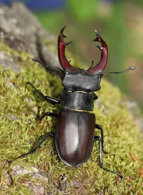 Жук-олень Lucanus cervus (Linnaeus, 1758) - фотография самки в природе  С.О.Какунина