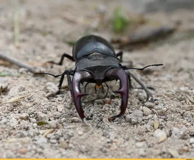 Фотография Жук-олень (Lucanus cervus) Волгоградская область | Фотобанк  ГеоФото/GeoPhoto | GetImages Group