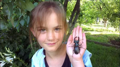 жук-олень на дереве. красивый большой жук Стоковое Фото - изображение  насчитывающей статьи, продукция: 222176138