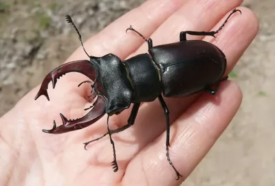 Жук-олень Lucanus cervus (Linnaeus, 1758) - фотографии самцов в природе  С.О.Какунина