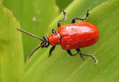 MacroID.RU - жук-пожарник