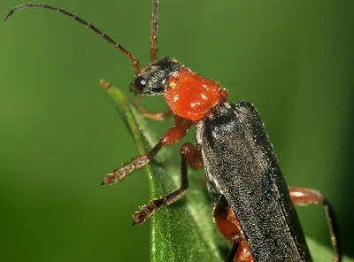 https://terrariums.ru/arthropods/insects/cantharis-rustica/