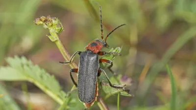 MacroID.RU - Жук пожарник