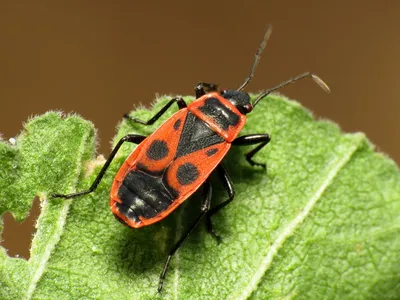 https://terrariums.ru/arthropods/insects/cantharis-rustica/