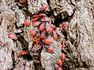 ЖУК-ПОЖАРНИК ИЛИ МЯГКОТЕЛКА (CANTHARIDAE)Каждый из нас в детстве мечтал о  какой-нибудь героической п / Книга животных :: насекомые :: мягкотелка ::  жук-пожарник :: живность / смешные картинки и другие приколы: комиксы, гиф