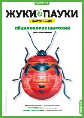 Жук-перевозчик • Татьяна Натальина • Научная картинка дня на «Элементах» •  Энтомология