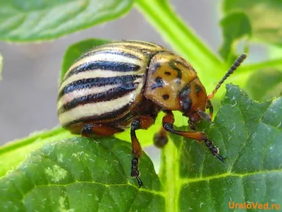 Жук-олень (Lucanus cervus) - Picture Insect