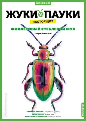 Майские жуки в цифрах и фактах. Инфографика | Природа | Общество |  Аргументы и Факты