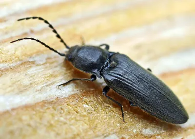 Фотографии Жуки Насекомые nettle weevil вблизи Животные