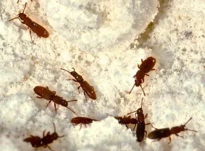 Как избавиться от жуков кожеедов и их личинок в квартире