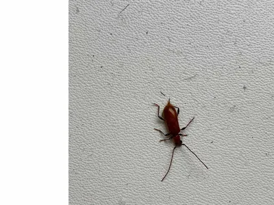Нашли в квартире 3 мертвых жуков, они с крыльями. Залететь не могли, так  как стоят москитные сетки. Что это за жуки, опасны ли они?» — Яндекс Кью