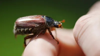 Древесный жук в квартире - 60 фото