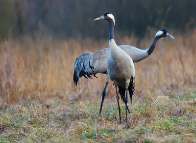 Файл:Журавель сірий (Grus grus).jpg — Википедия