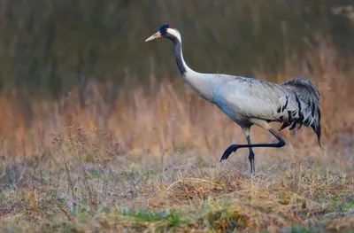 File:Журавель сірий (Grus grus) на болоті.jpg - Wikimedia Commons