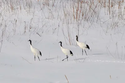 Серый журавль – Grus grus (Linnaeus, 1758) « Красная книга Томской области  | ОГБУ \"Облкомприрода\"