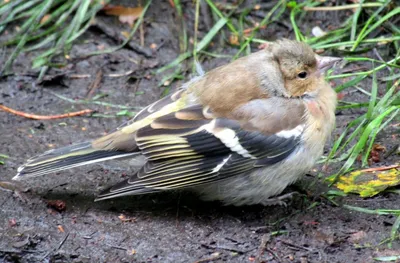 Common chaffinch song. AllVideo. - YouTube