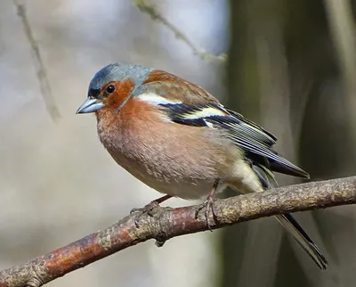 Зяблик (Fringílla coélebs)