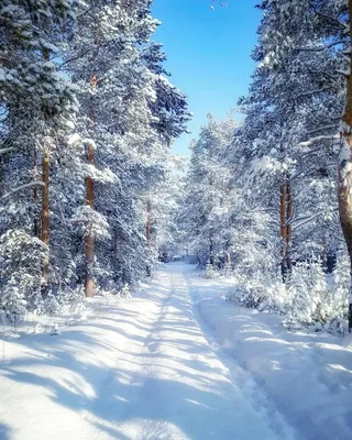 Заставка на телефон зима красивая - фото и картинки abrakadabra.fun