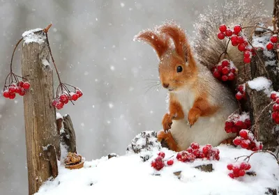 Тема «Der Winter» (Зима) » Немецкий язык: от А до Я | Deutsch: von A bis Z  - Новый подход к обучению немецкому как иностранному: индивидуальные  занятия (по Skype) + участие в