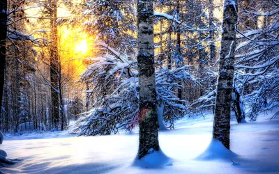 Живое фото,зимняя природа,снег,…» — создано в Шедевруме