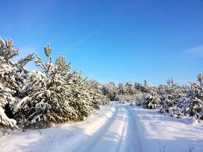 Рисунок зимняя природа - 60 фото