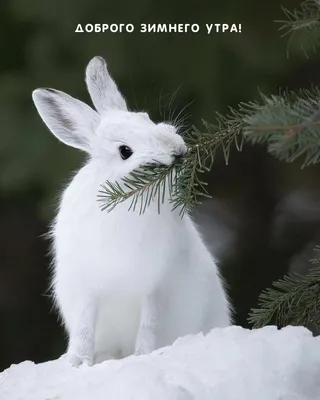 Картинки \"Доброе зимнее утро!\" (745 шт.)