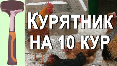 Зимний курятник своими руками на 10 кур: фото