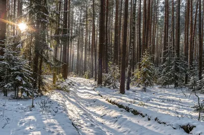 ❄зимний лес❄ сказочный зимний лес …» — создано в Шедевруме