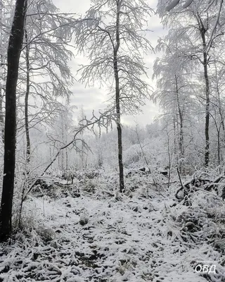 Фотография “Зимний лес» №263171 - «Зимняя сказка» (02.12.2021 - 10:34)