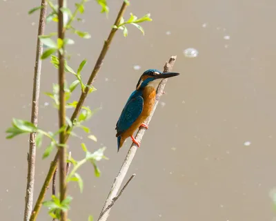 Обыкновенный зимородок.(Alcedo atthis). Photographer Aleksandr Shipilenko