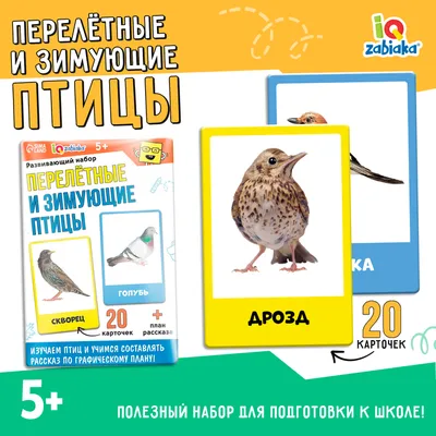 Стенд для школы ЗИМУЮЩИЕ ПТИЦЫ, 0,75*1м