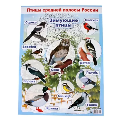 Зимующие птицы. А2. купить оптом в Екатеринбурге от 39 руб. Люмна