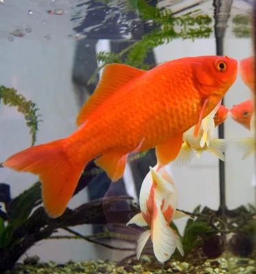 Золотая рыбка Комета (Comet Goldfish) 3 | Фотография