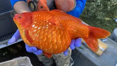 изображение золотой рыбки плавающей в воде, декоративная рыба, золотая рыбка,  животное фон картинки и Фото для бесплатной загрузки