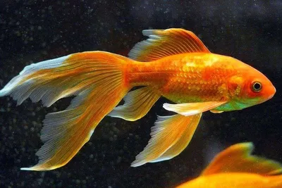 Золотая рыбка Комета (Comet Goldfish) 3 | Фотография