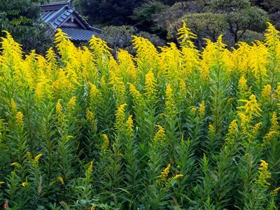 Золотарник канадский (Solidago canadensis L.)