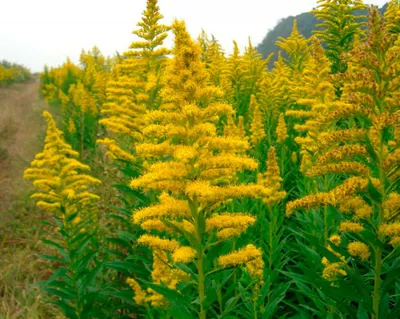 Золотарник обыкновенный (Solidago virgaurea L.)