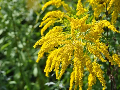 Купить Золотарник канадский \"Голден дворф\" (Solidago canadensis 'Golden  Dwarf') от 299 руб. в интернет-магазине Архиленд с доставкой почтой по  Москве и в регионы