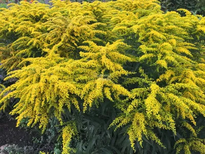 Солидаго скученный или золотарник (Solidago canadensis Golden king)