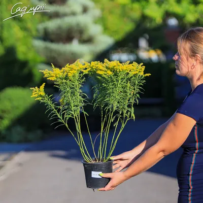 Золотарник: Золотарник гибридный 'Laurin' | Solidago 'Laurin' | Питомник  \"Прохладный\", Екатеринбург