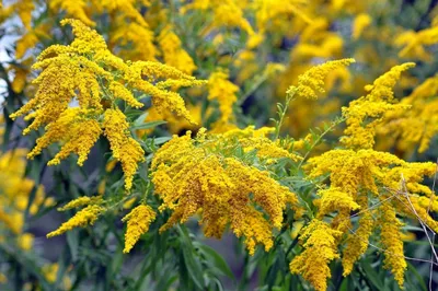 Солидаго скученный или золотарник (Solidago canadensis Golden king)