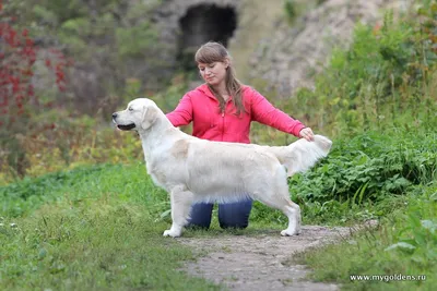 Лабрадор и золотистый ретривер: в чем отличия | Royal Canin