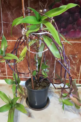 Золотой ус, каллизия душистая (Callisia fragrans): 230 грн. - Комнатные  растения Киев на Olx