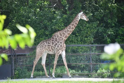 Зоопарк, Либерец Чехия ( Zoo, Liberec, Česko)