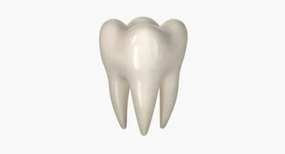 Анатомия зуба человека: строение, структура