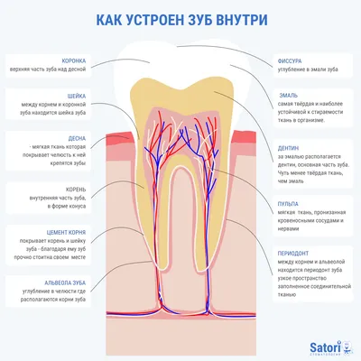 Когда корень зуба удалять, а когда восстанавливать зуб? - Немецкий  Имплантологический Центр, Москва