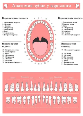 Почему стоматологи говорят 41 зуб, если у человека их всего 32 | Рустем  Галиуллин | Дзен