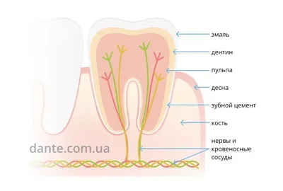 Удаление нерва зуба (депульпирование) - цены в Москве | НоваДент