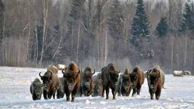 Зубр (Bison bonasus) — Зоопарк «Лимпопо» г. Нижний Новгород – Нижегородский  зоопарк